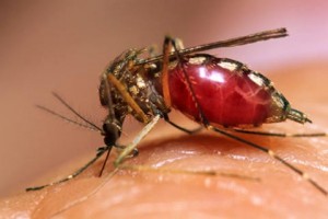 Alerta: Índice de infestação de Dengue é o maior dos últimos 3 anos em ST