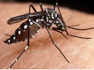 SAÚDE: PMST convoca órgãos públicos para enfrentamento ao mosquito da denque
