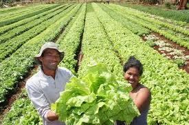 RECONHECIMENTO: ONU declara 2014 como o 'Ano da Agricultura Familiar'