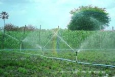 Perímetro irrigado fecha ano com produção acima de R$ 700 milhões no Sertão de PE