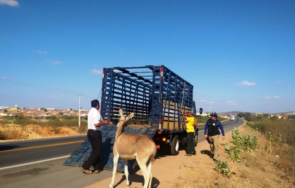 Operação da PRF recolhe 23 cavalos abandonados em rodovias do