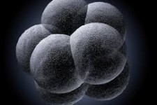 embriões