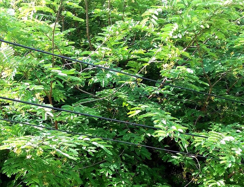 Moradores do Centro de ST alertam sobre riscos de árvores sem poda em fios de alta tensão