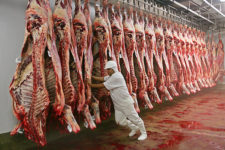 Carga de 25 toneladas de carne é roubada na BR-116 no Sertão