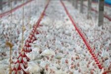 China lança investigação contra carne de frango do Brasil
