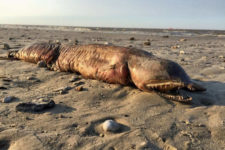 Animal marinho de espécie desconhecida é revelado em praia