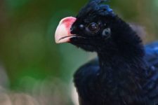 Mutum, ave extinta na natureza, ganha reduto em Alagoas