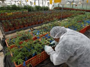 Austrália quer exportar maconha medicinal para o mundo
