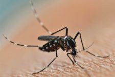 Vereador pede 41 mil raquetes a prefeito para combater mosquitos