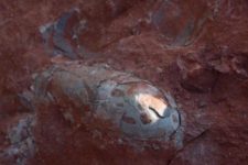 Ninho de ovos de dinossauro com 130 milhões de anos é encontrado