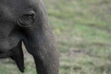 Seis elefantes-pigmeus aparecem mortos