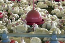 UE proíbe importação de frango brasileiro