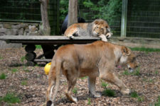 Leões, tigres e jaguar fogem de zoológico