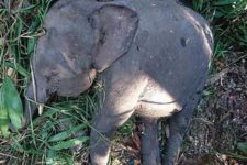 Elefante-pigmeu é morto a tiros em Bornéu