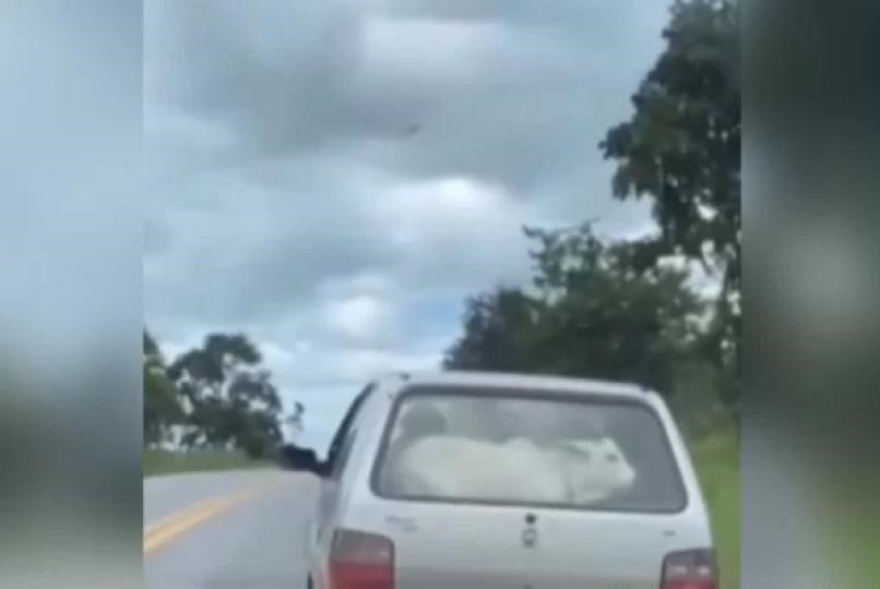 Fiat Uno Transporta Bezerro Em Porta Malas No Meio De Rodovia Farol