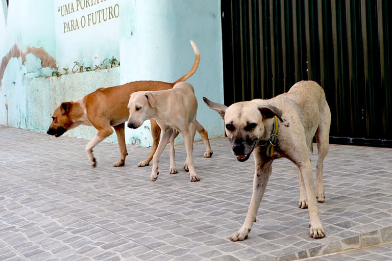 Cachorros de rua geram incômodo no Ipsep