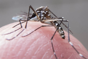 Moradores alertam sobre lixões e casos de dengue em ST
