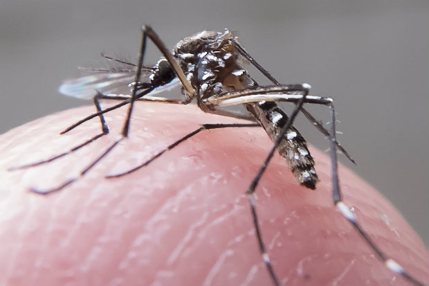 Casos de dengue no Brasil aumentam 17,5% em 2023