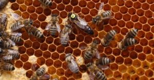 Idoso morre após sofrer ataque de abelhas no Sertão do Pajeú