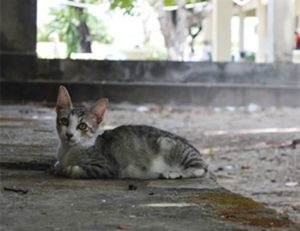 Denúncia de nova matança de gatos envenenados em ST