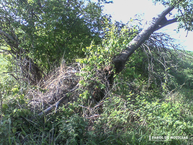 Árvore pode cair e provocar acidente em Serra Talhada