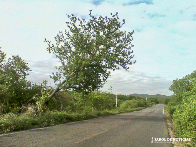 Árvore pode cair e provocar acidente em Serra Talhada
