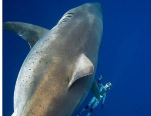 Tubarão-branco gigante e raro faz aparição inédita
