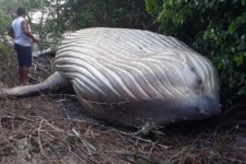 Baleia é encontrada morta no manguezal