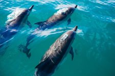 Mais de 400 golfinhos encontrados mortos
