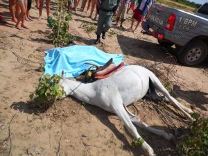 Médico de 33 anos morre após bater carro em cavalo na PE-365, em Serra  Talhada, Caruaru e Região