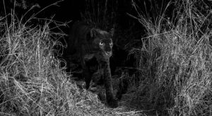"Pantera negra" é fotografada na África
