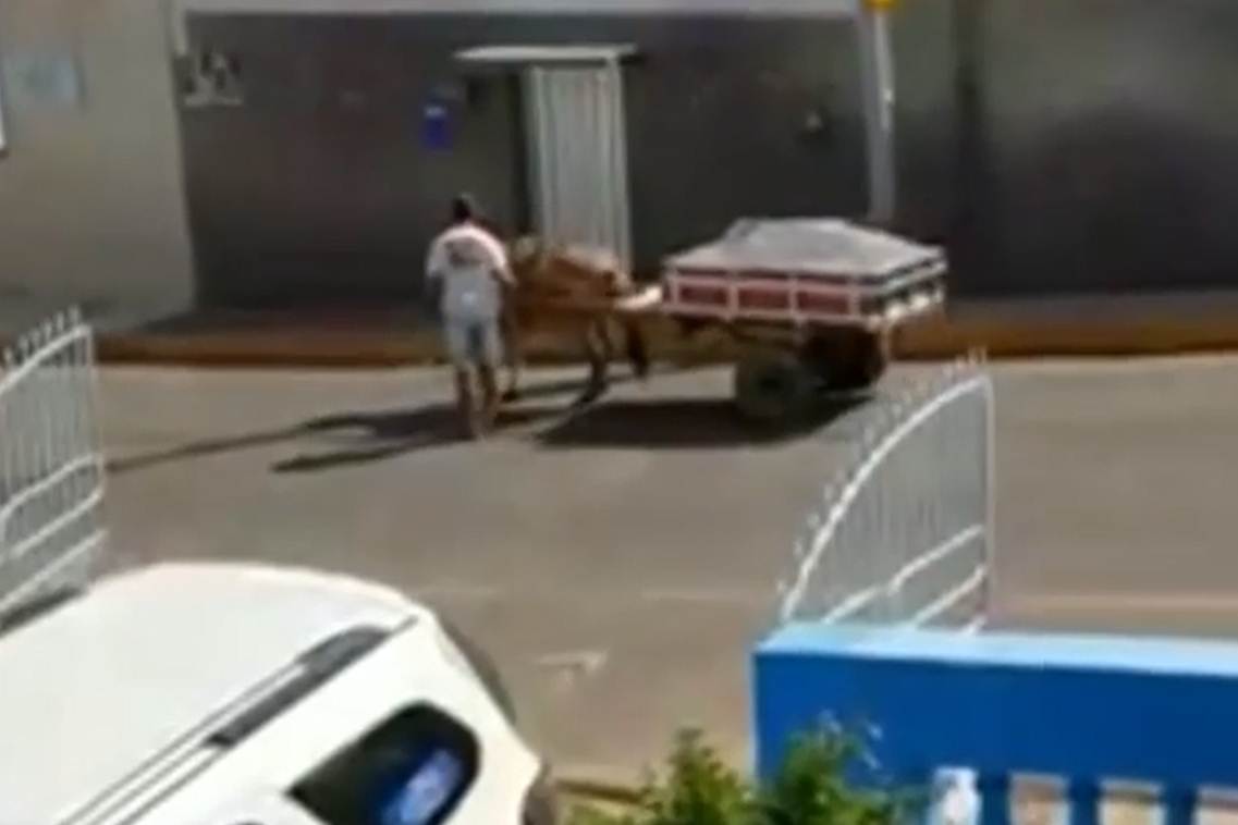 ONG acusa carroceiro de maus tratos com animal em ST