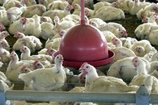 Brasil inicia exportação de frango in natura