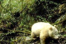 Panda albino raro é visto pela 1ª vez