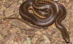 Serpente é capturada no Centro de Serra Talhada