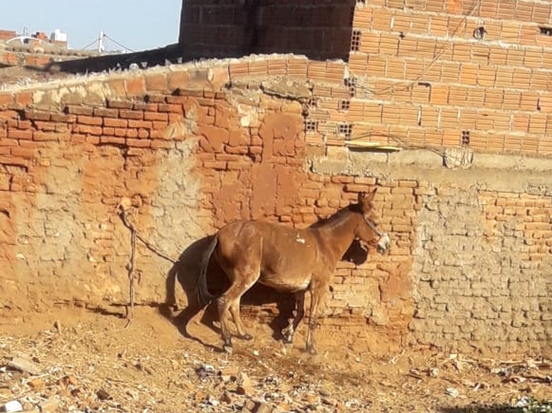 Dona de casa alerta para possível abandono de animal em ST