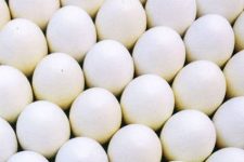 Homem morre após tentar comer 50 ovos em desafio