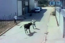 Homem morre após ser atacado por boi no Agreste