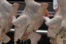 Setor vê 'jogada comercial' da China em notícia sobre frango com covid-19