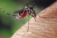 Casos de chikungunya subiram 77,2% em PE