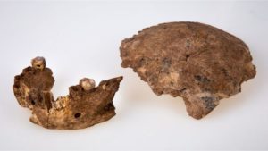 Nova espécie de ancestral humano é descoberta em Israel