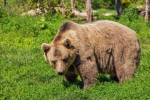 Morte de homem por um urso na Eslováquia reacende debate sobre a caça