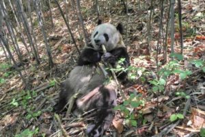 Microbiota ajuda pandas a ficarem gordinhos para resistir ao inverno