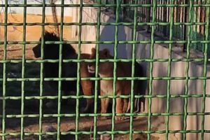 Leoa mata cuidador em zoo do Irã e foge com companheiro