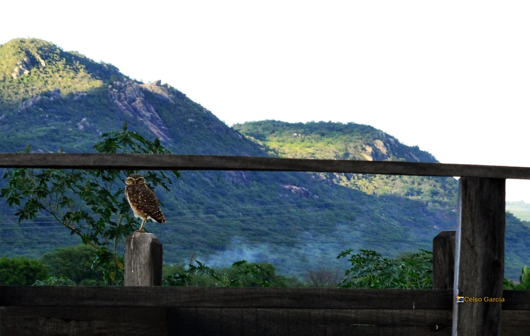 A coruja, a serra e o cacto; cenas serra-talhadenses