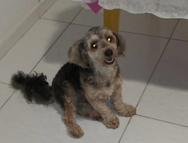 Família oferece recompensa por cachorro desaparecido em ST