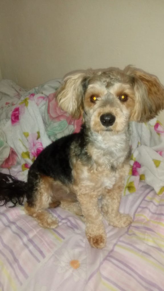 Família oferece recompensa por cachorro desaparecido em ST