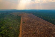 Desmatamento na Amazônia cresce 29% em 2021