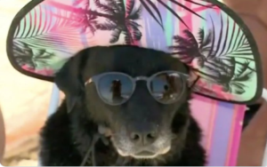 Cachorra de óculos de sol e chapéu: memes tomam conta das redes sociais