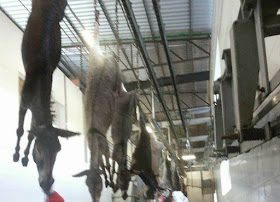China e o risco de extinção de jumentos no NE